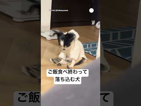 ご飯食べ終わって落ち込む犬😂　　　　　　犬　いぬ　面白い犬　面白い　チワワ サムネイル