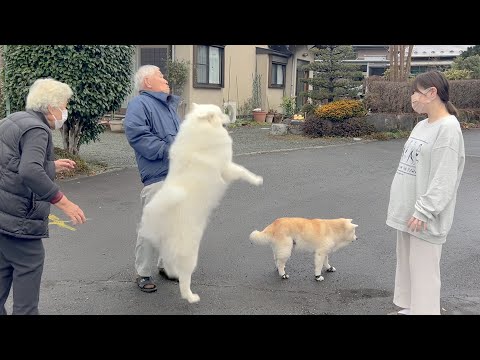 出産前日、大好きな嫁ちゃんを優しく見送り出す柴犬と全力ダンスでエールを送るサモエド サムネイル