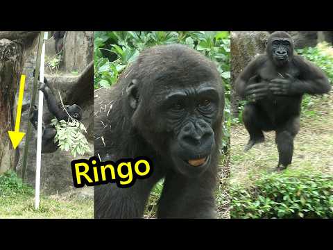 Gorilla Ringo cute signature moves,Jabali金剛猩猩Ringo從鋼條下來做窩招牌… サムネイル
