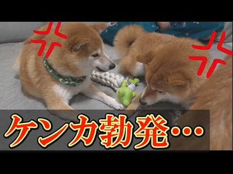 仲良し兄弟が、まさかの喧嘩・・・でも、なんか笑えちゃう結末になりました サムネイル