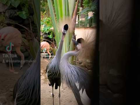 どんなダンスなんだろうか考える🤔草津熱帯圏 ホオジロカンムリヅル サムネイル