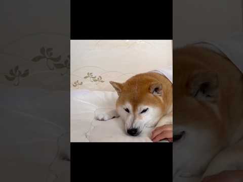 柴犬福 女三世代にブチギレるも賢いと言われちゃう柴犬🤣Bad boy🤣姉と柴 柴犬 shorts shibainu j… サムネイル