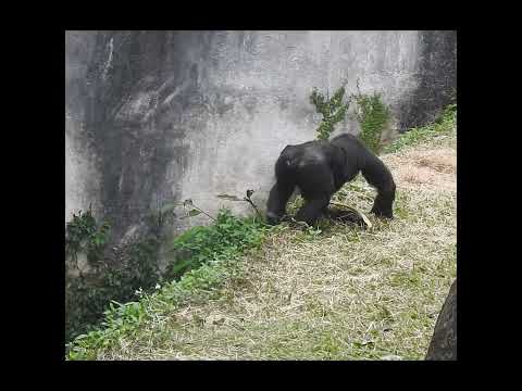 gorilla brothers Jabali 5y2m old & Ringo 4y7m old. shorts.R…