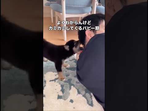 夜中遊んでって起こしてきたり、めちゃくちゃ噛んできた時期もあったけど半年くらいしたら落ち着き出したおチビ柴 柴犬 黒柴… サムネイル