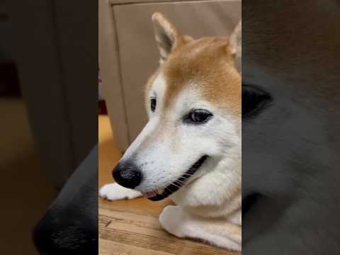 柴犬福 姉に添い寝を迫られるタキさん(ターキーレッグレポ付き)🤣Sis and Shiba🤣姉と柴 shorts 柴犬… サムネイル