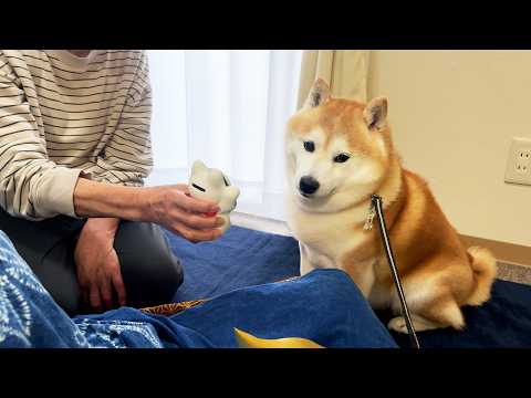 おばあちゃん家に立ち寄り、お友達の提案を受けるもまったく心に刺さらない柴犬 サムネイル