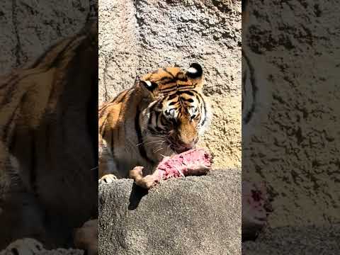 shorts お肉を貰った❣️サーシャちゃん　アムールトラ🐯　浜松市動物園　2026年2月14日　IMG 8480 サムネイル