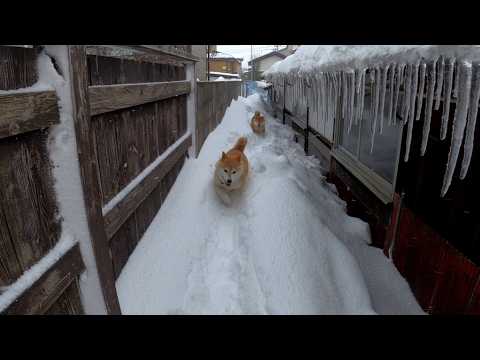 2026年3月15日(日) おいでー！ サムネイル