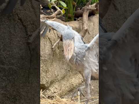 shorts 12月末の神戸以来のボンゴくん🤭　ハシビロコウ　那須どうぶつ王国にて　2026年3月27日 サムネイル