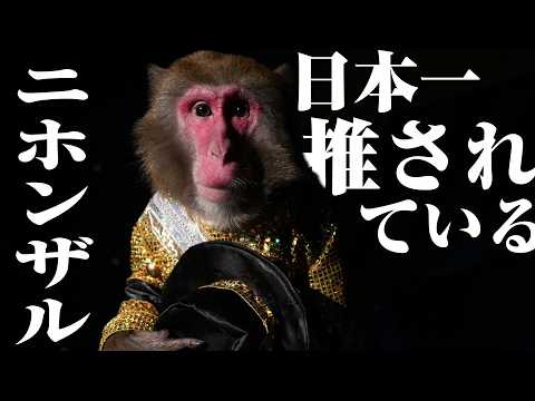 スターニホンザルの1日に密着