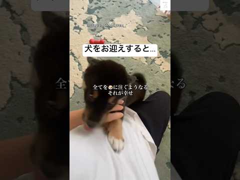 犬をお迎えすると…毎日が変わる🐶　#犬　#いぬ　#子犬　##お迎え #かわいい犬 サムネイル