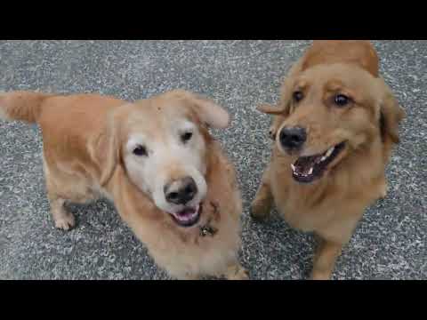 2025年12月30日 いつものように散歩に出かけて、いつものように柿を欲しがるビスとイロハのゴールデンレトリバー親子… サムネイル