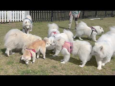 自分の事を一軍サモエドと信じて疑わない柴犬【サモエド会in富士宮】 サムネイル