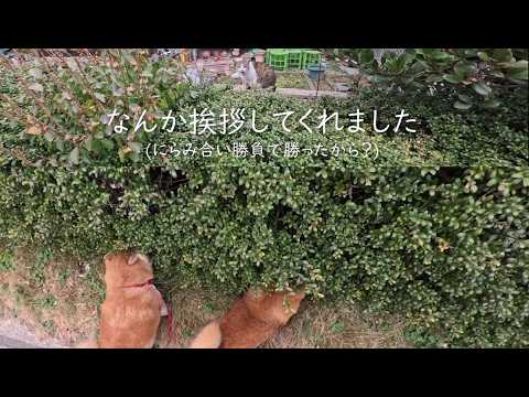 垣根にめり込むココさん と 挨拶してくれるヌシ様 サムネイル