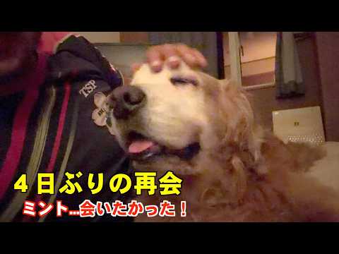 【4日ぶりの再会】パパが帰ってきた時、ミント君が見せた反応に胸が締め付けられた…