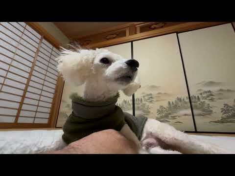 今晩のタローちゃん　トイプードル　2026年1月17日 サムネイル