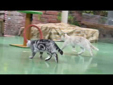 ビア〜！エール〜！なかなか見れない猫によるショー ザ・キャッツ(午前)    那須どうぶつ王国にて　2026年4月26日 サムネイル