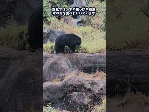 【よこはま動物園ズーラシア】ツキノワグマのメリー🐻飼育員のとっておきタイム！shorts サムネイル