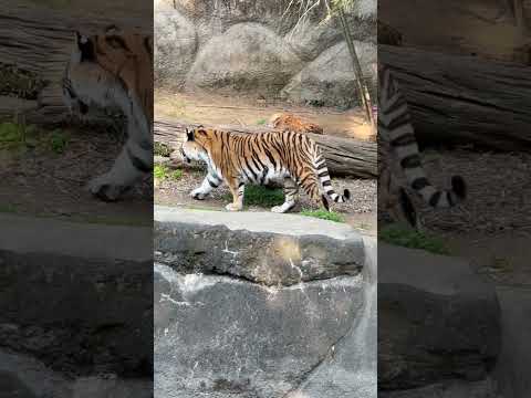 shorts お水は上で飲みわっとサーシャちゃん😅　アムールトラ　浜松市動物園にて　2026年3月15日 サムネイル