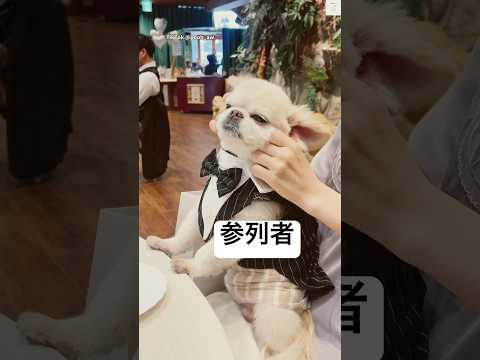 結婚式でタキシード着る犬🤵　#ペキチワ #犬　#結婚式 #かわいい #癒し サムネイル