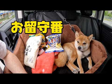 きちんと待てる？車でお留守番　柴犬小夏　あじさい公園 サムネイル