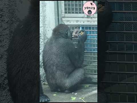 keeper feeding Jabali cookies 😋 gorilla 金剛猩猩 台北市立動物園 cutean…