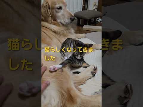 今日のキビ。体重2.4kg cat kitten 猫 子猫 仔猫 子猫の体重 ibukikohaku 癒し 子ネコ s… サムネイル