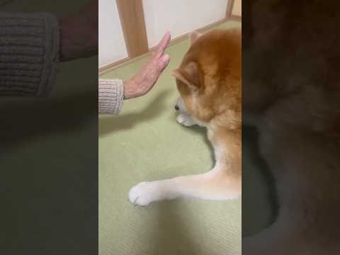 柴犬福 おばあさんにまで止められる肉球犯🤣Grandma and Shiba🤣shorts 柴犬 shibainu f… サムネイル