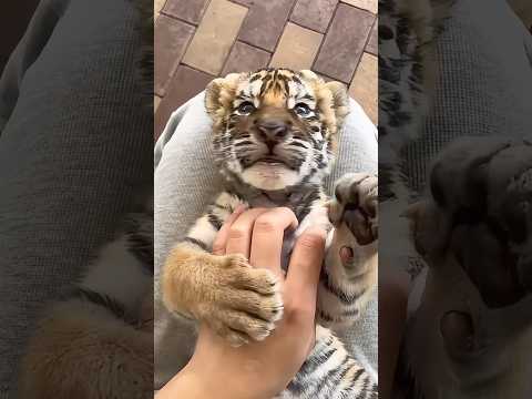 Tiger Cub Caught Sneaking—SHAKES Hand! 🐯animals shortfeed f… サムネイル