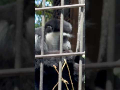 shorts 何かモグモグ 😊アビシニアコロブス　野毛山動物園にて　2026年5月10日 サムネイル