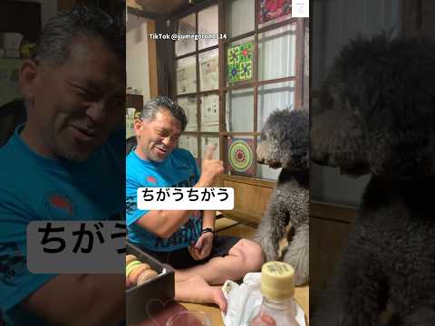 パパの動きが面白すぎた　スタンダードプードル 大型犬　犬　面白い　家族 サムネイル