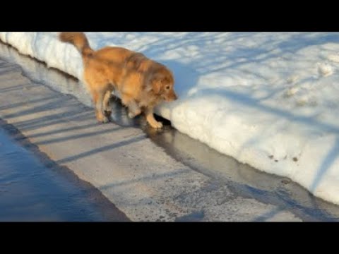 ミントの大冒険 がライブ配信中！ サムネイル