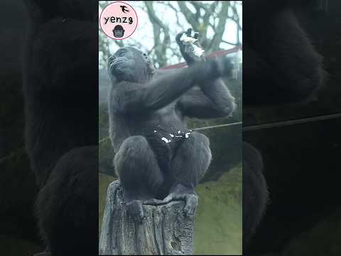 Ringo : No more cabbage, please~ gorilla gorillatag taipeiz… サムネイル