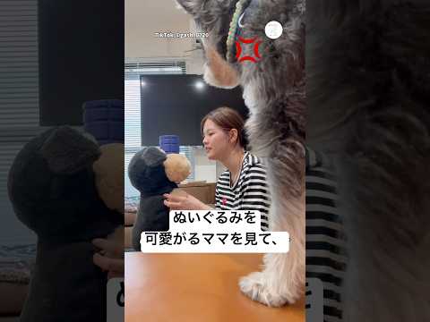 ぬいぐるみに嫉妬した犬の反応　ミニチュアシュナウザー 犬　いぬ　かわいい犬 面白い サムネイル