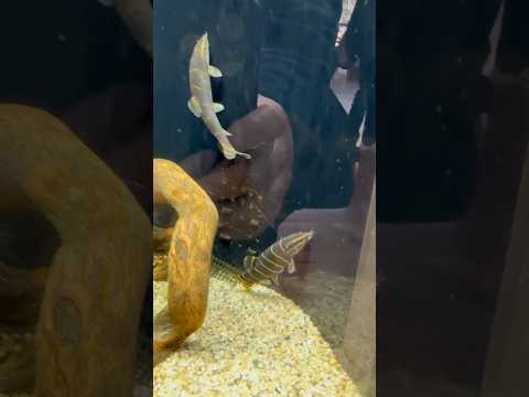 shorts シニボティア・レーベサエ　どぜうを好きにきみもなろう！山梨県立富士湧水の里水族館にて　2026年2月21日