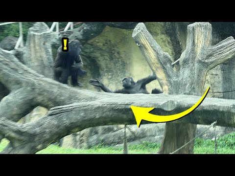 Gorilla Jabali swing,try to take Ringo's cloth,Ringo love t… サムネイル