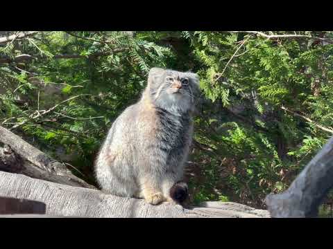 お向かいのミカゲくん(カモシカ)見えた☺️？　マヌルネコ　那須どうぶつ王国にて　2026年3月1日 サムネイル