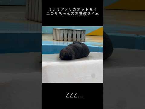 ミナミアメリカオットセイ　ニコリちゃんのお昼寝タイム 東武動物公園 アニマルパフォーマンスオットセイニコリちゃん