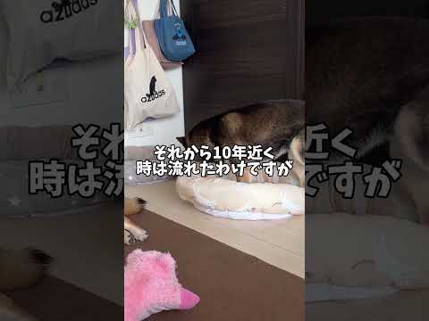 保護犬🐕と10年暮らした黒柴の感想