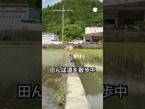 田んぼ道を歩いてくる柴犬が可愛すぎる💕　　　　柴犬　犬　かわいい犬 犬のいる暮らし 癒し サムネイル