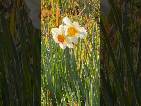 shorts スイセンが夕陽に照らされ綺麗でした〜　浜松市動物園 サムネイル