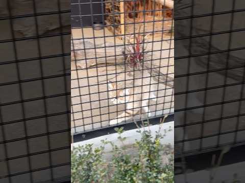 shorts ジウちゃん❣️ スナネコ　ごかつら池どうぶつパーク　2026年1月24日 サムネイル