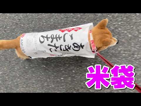 【柴犬小夏】雨の日はあきたこまちで サムネイル