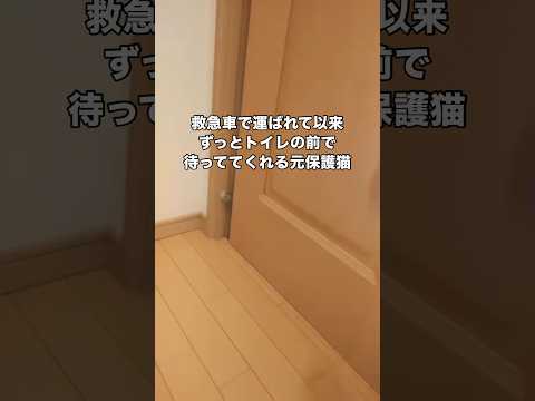 2016年に栄養失調によるガリガリな状態で倒れていて次の日台風が来る予報だったから保護した猫 #保護猫 #命の恩人 #… サムネイル