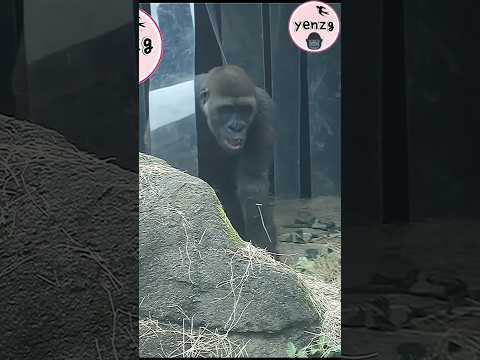 funny gorilla 😆 taipeizoo 金剛猩猩 台北市立動物園 funnyanimals shorts サムネイル