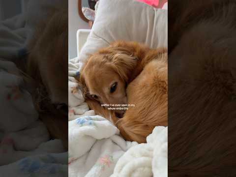 coming home to my golden retriever🥵goldenretreivers dog pup… サムネイル