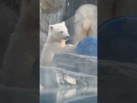 shorts 青いドラム缶型オモチャとモモ太くん　  ホッキョクグマの親子　男鹿水族館GAOにて　2026年5月22日 サムネイル