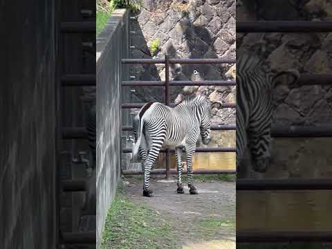 shorts 気温が上がったので、水辺の日陰に集合してました〜☺️ (シタツンガ、グレービーシマウマ、ダチョウ) 千葉… サムネイル