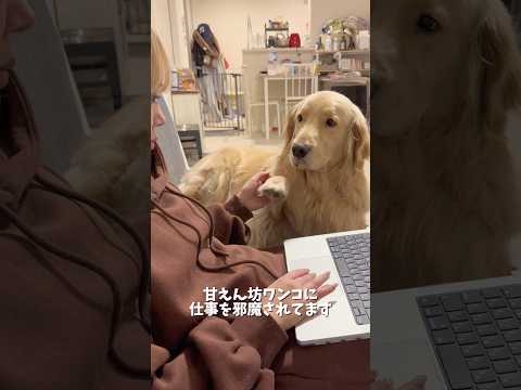 このおじゃま虫の可愛さに耐えられる人いますか？私は無理です🤦‍♀️❤️ゴールデンレトリバー goldenretriev… サムネイル