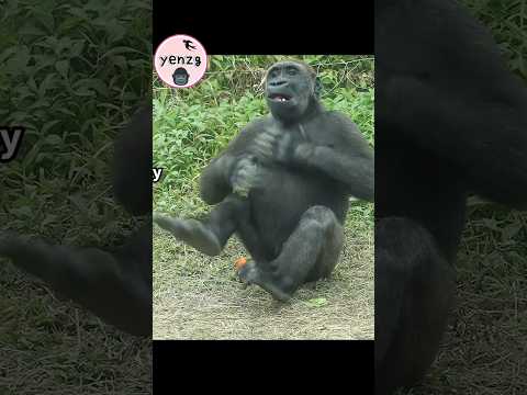 Jabali's happy to get carrot gorilla gorillatag taipeizoo 金… サムネイル